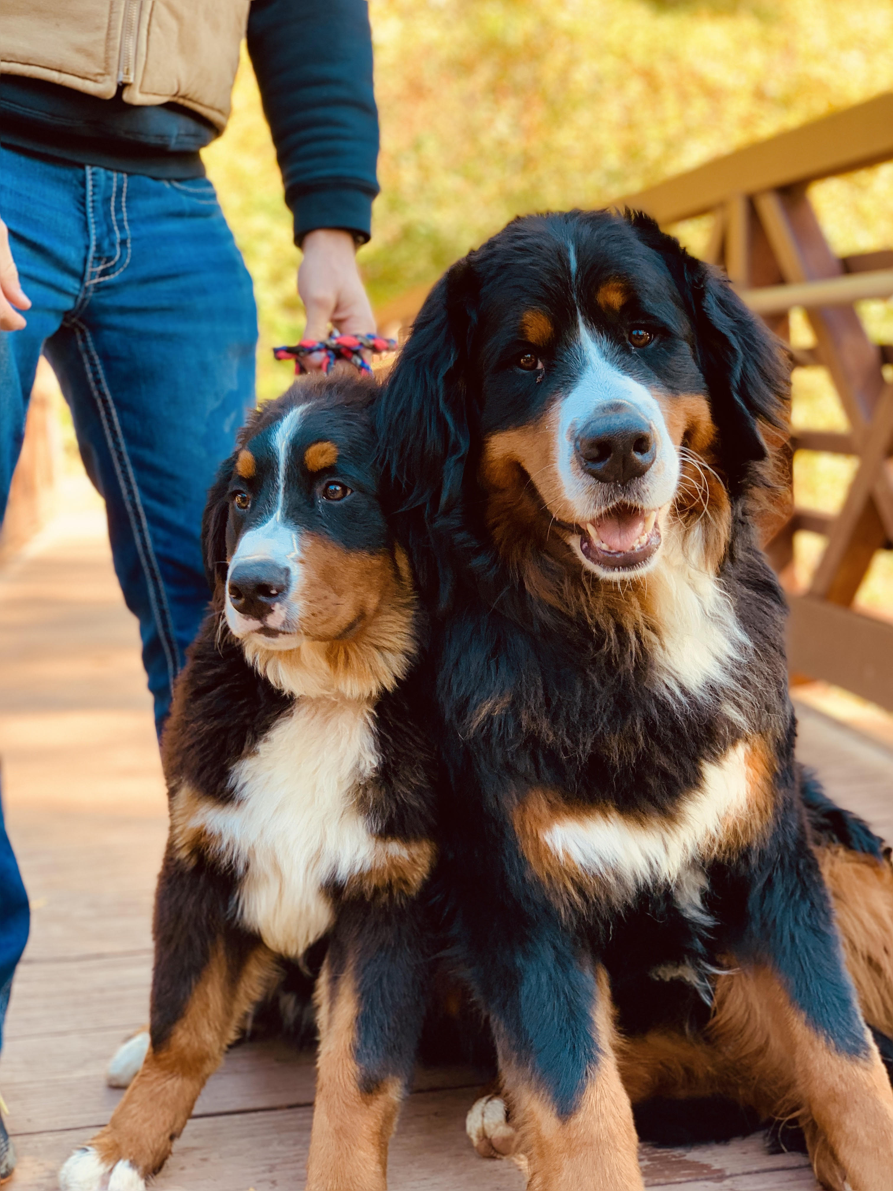 Dog Of the Month