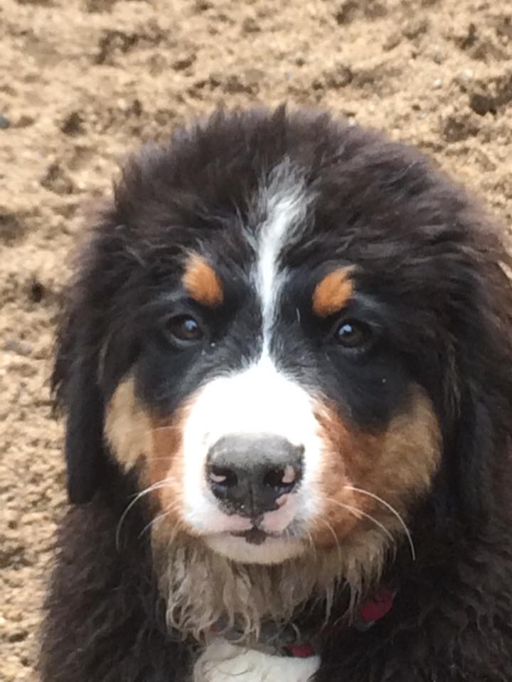 Dog Of the Month