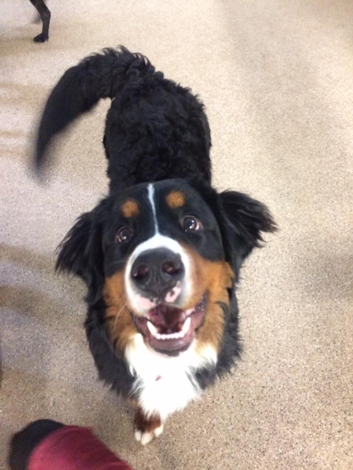 Dog Of the Month