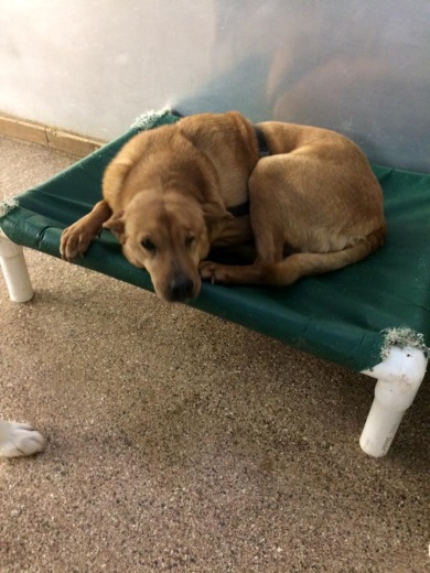Dog Of the Month