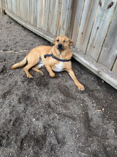 Dog Of the Month