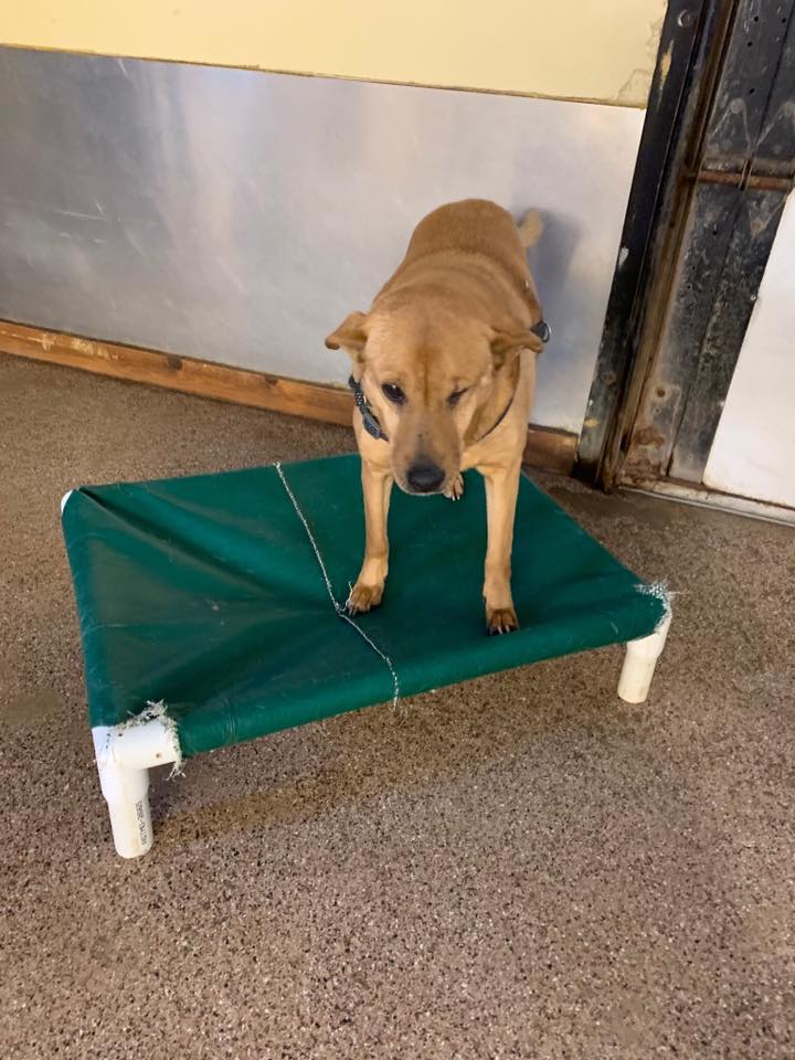 Dog Of the Month