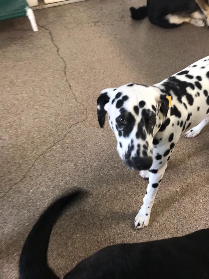 Dog Of the Month