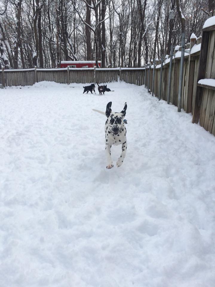 Dog Of the Month