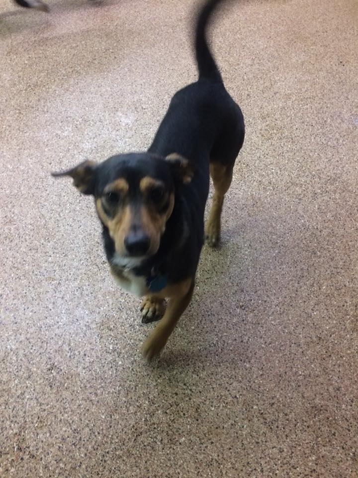 Dog Of the Month