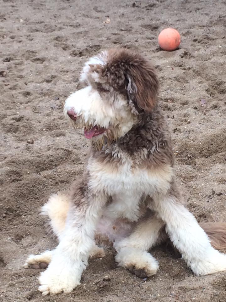 Dog Of the Month