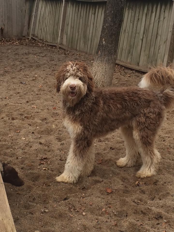 Dog Of the Month